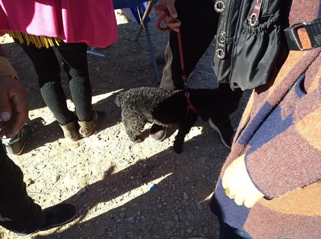 500元在宠物店买的泰迪狗,狗贩子贩卖泰迪犬