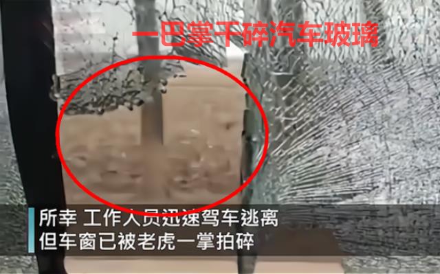 东北虎闯进村庄袭击放羊人,野生东北虎袭击人