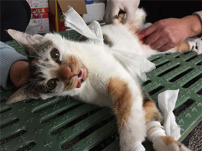 猫咪生下来第一天,猫咪生的第一窝小猫一定不能留吗