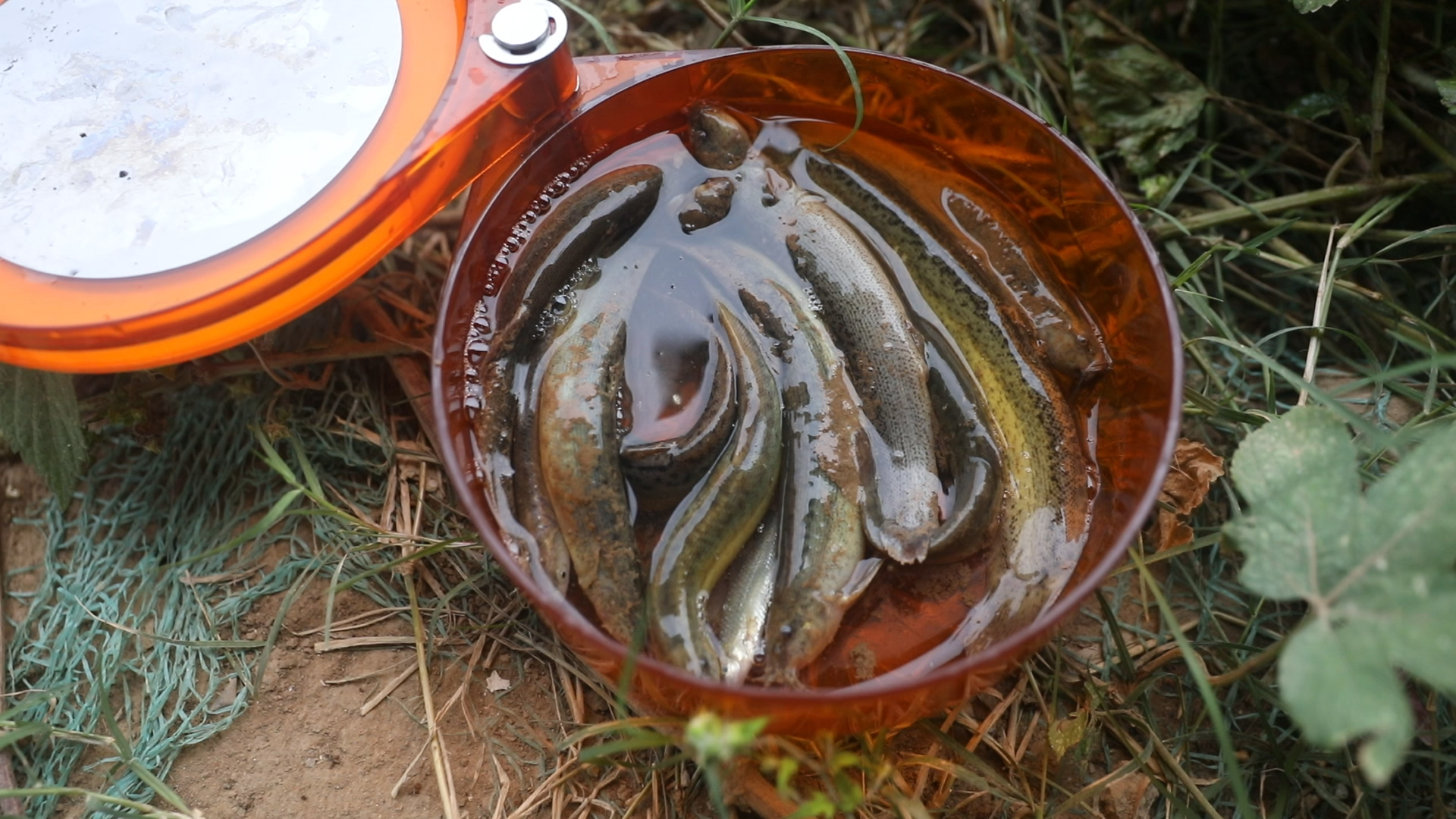 台湾泥鳅养殖成活率怎么样,泥鳅怎么运输才能成活率高