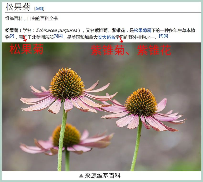 小棕瓶版本成分,不同版本的小棕瓶气味一样吗