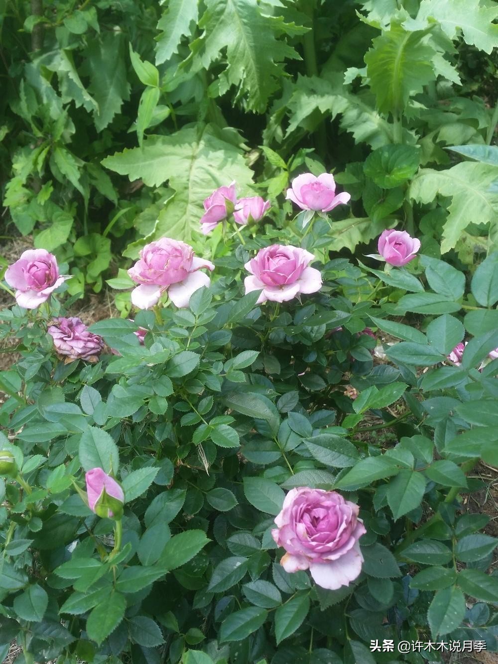 完全无刺的月季花,月季没刺的品种