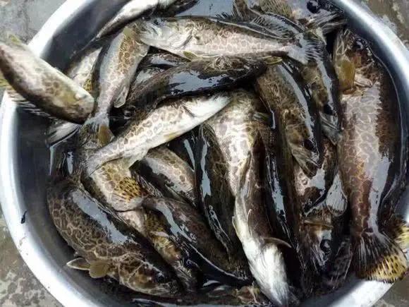 手竿活虾钓鳜鱼的技巧,手竿泥鳅钓鳜鱼怎么钓