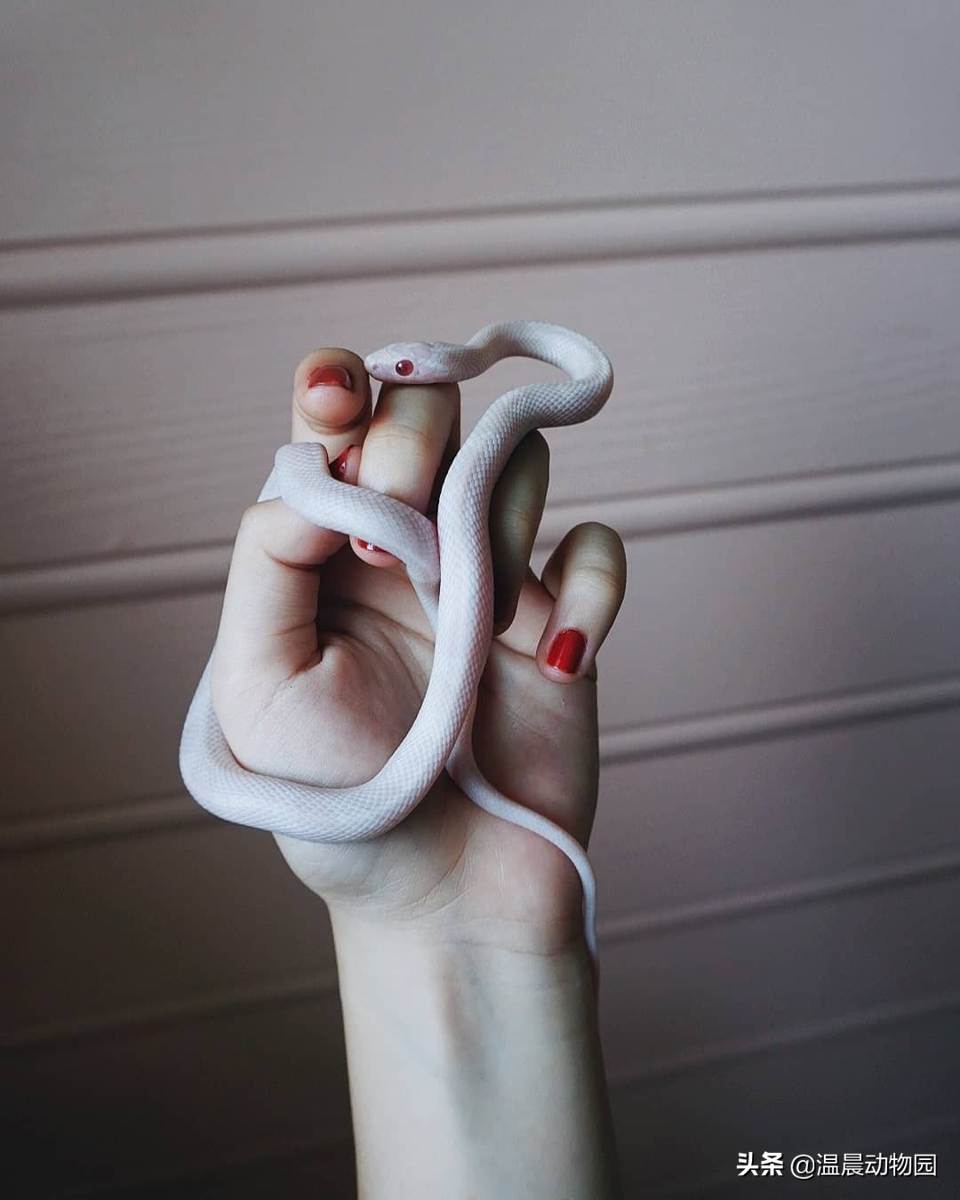 养蛇技巧和注意事项,养蛇的方法与注意事项