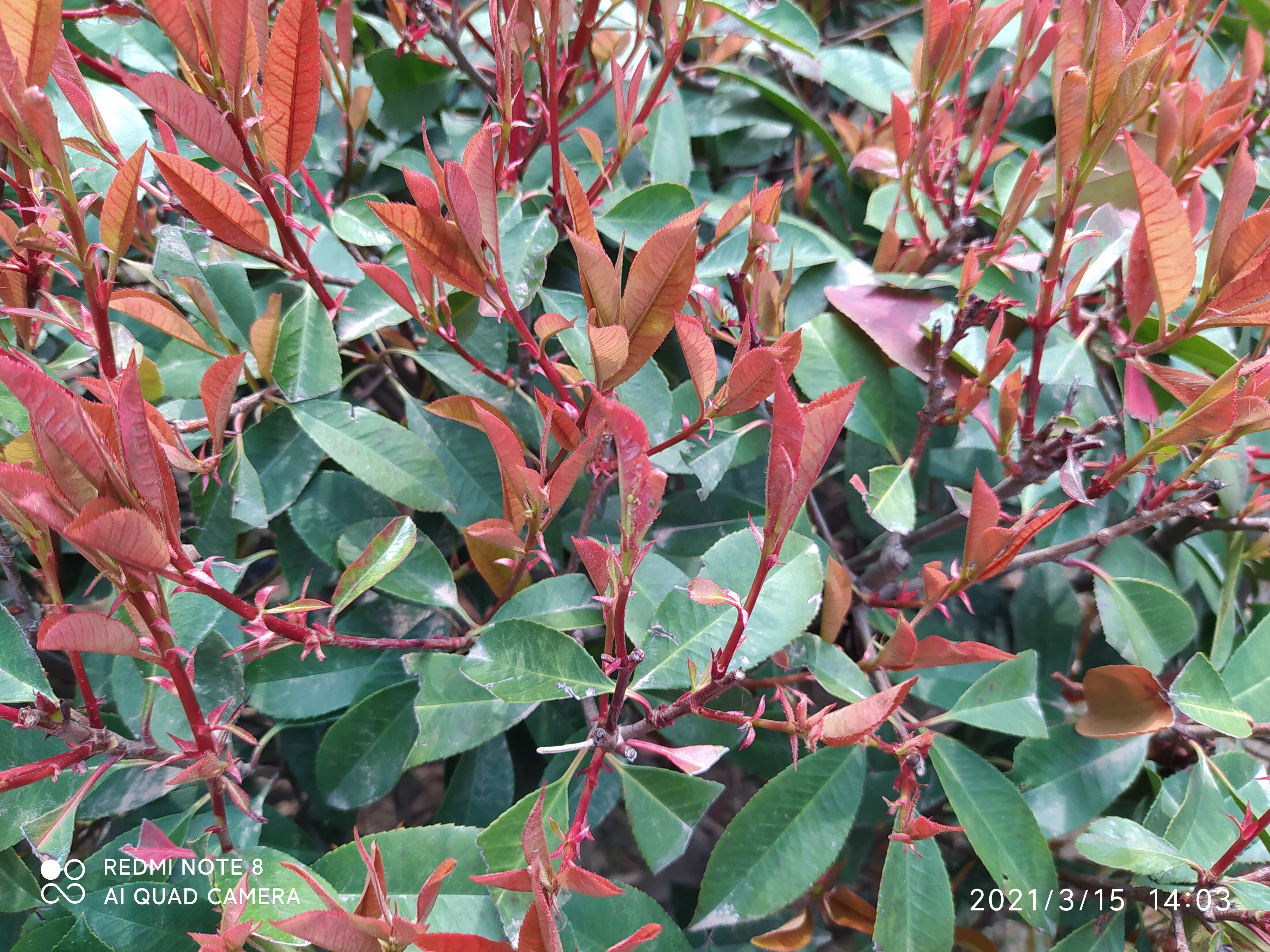 四月份园林植物病虫害防治,五月份园林病虫害防治科普百科
