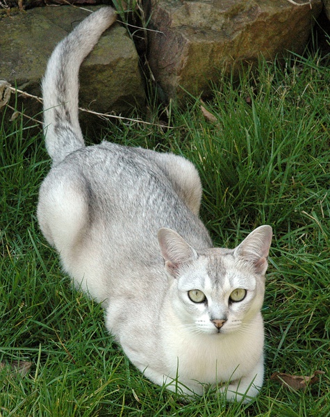 名贵猫咪的品种及图片大全,十大名贵猫咪品种排行榜