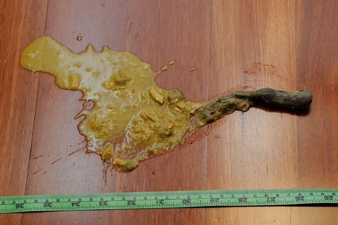 猫咪吐白色粘液和泡沫吃什么药,猫咪拉稀呕吐白色泡沫