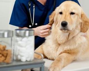 宠物好消息,狗狗好事来了怎样让它早点消失