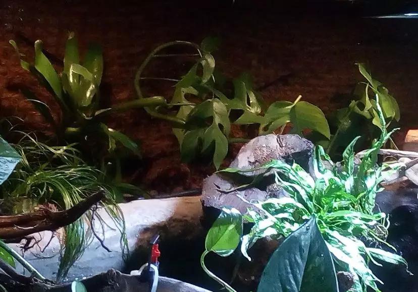 自己做大型水陆缸,在家自己打造一个沙漠缸