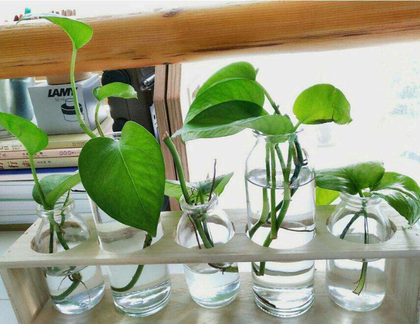 卫生间除异味适合养什么植物,卫生间有味养啥植物