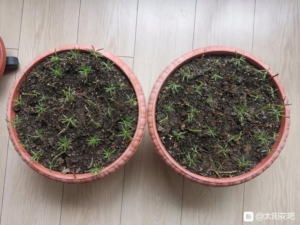 十大最好养的绿萝花,九种养不死的花