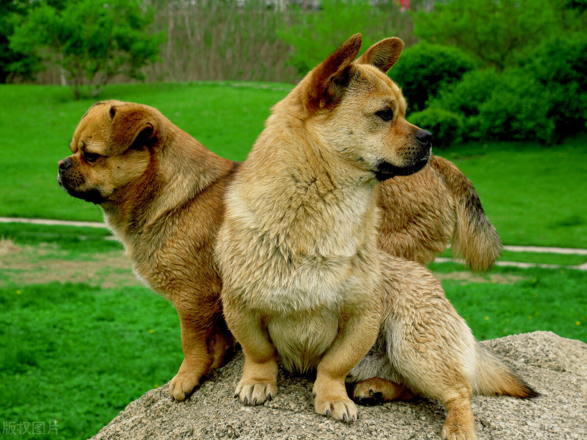 什么样的狗最旺,旺主人的狗有什么特征