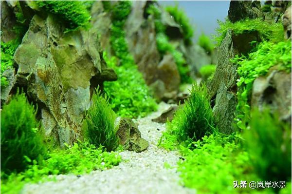 水景缸造景水草,岚岸水景设计公司