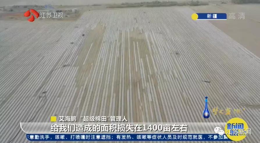棉田种植方式,两个人挑战3000亩新疆棉田