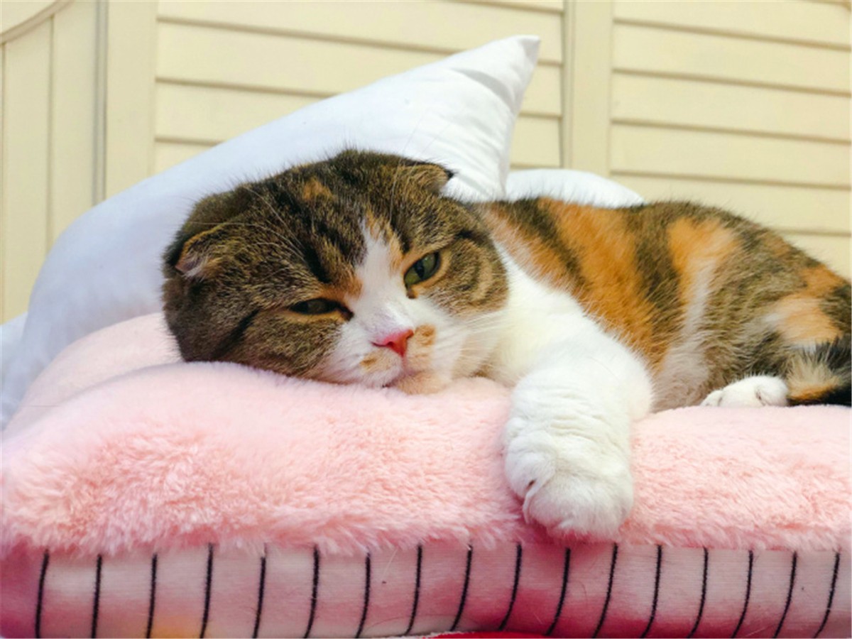 猫咪疫苗去宠物医院打靠谱吗,打疫苗辟谣