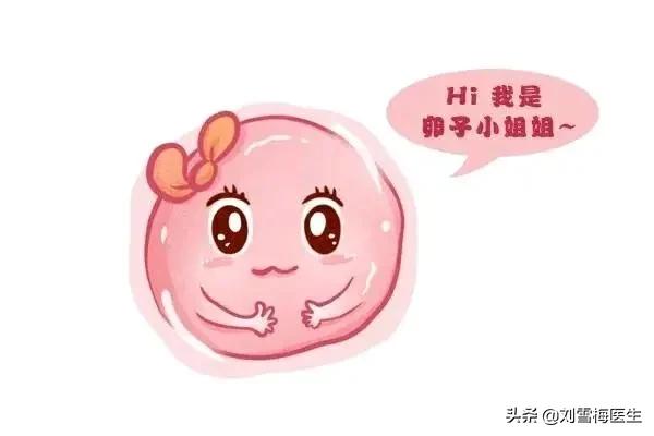 只需三步,养好一颗高质量的卵子