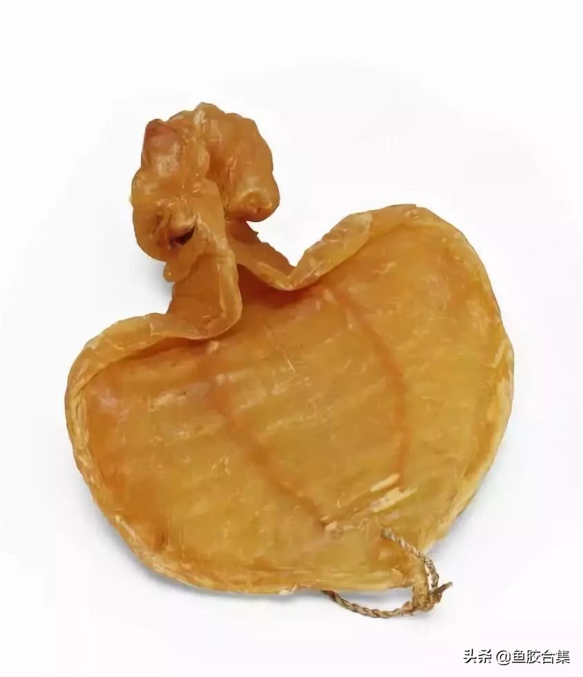 赤嘴鳘鱼胶,赤嘴鮸鱼鱼胶