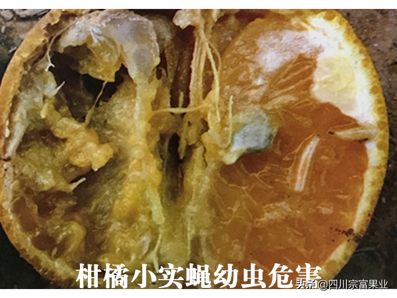 柑橘害虫图谱及防治方法,柑橘主要虫害防治大全现学现用