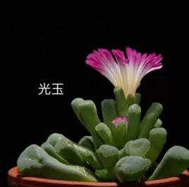 好看好养的多肉类植物,多肉类植物好看