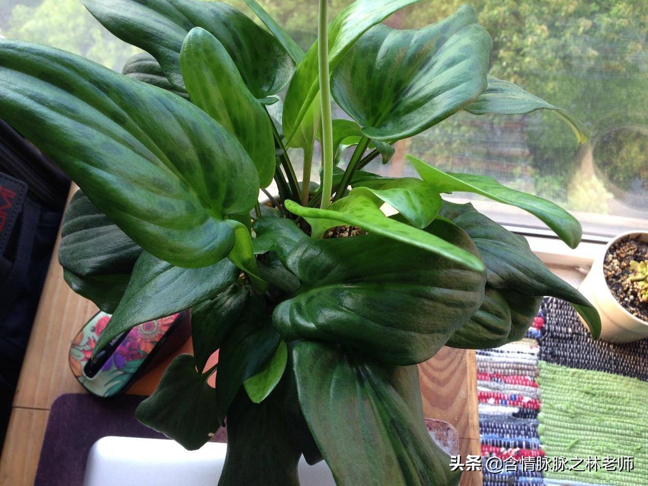 室内三种最旺家庭养植物,家居绿植哪些不适宜养