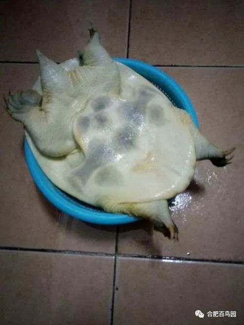 科普动物知识类短视频,龟鳖科普