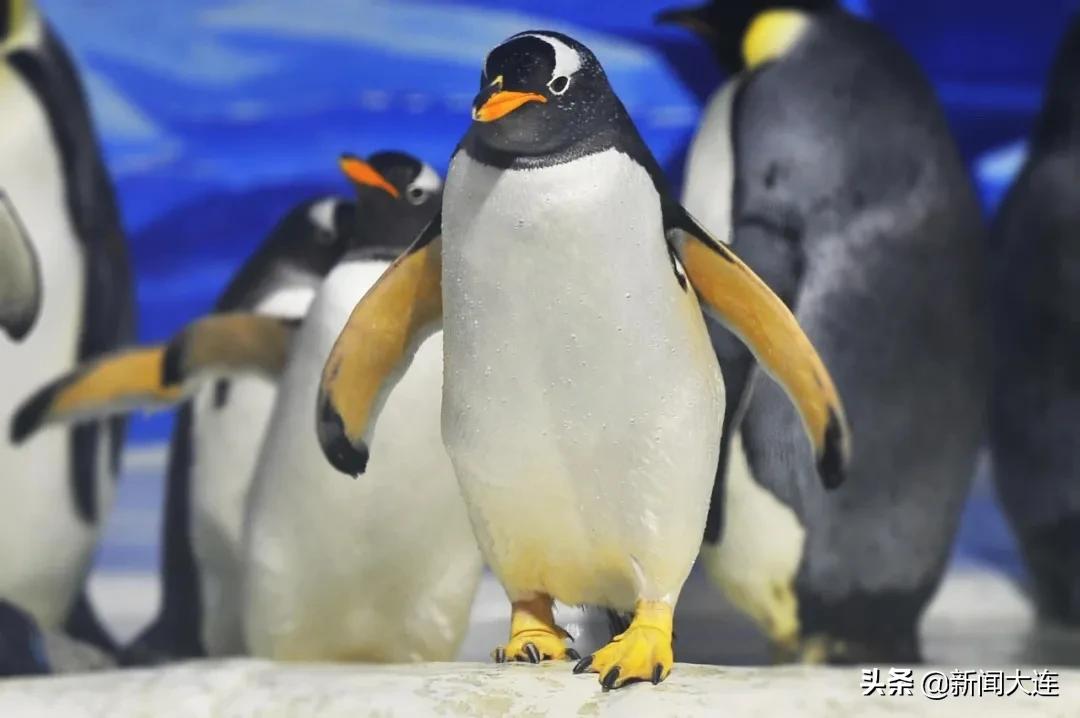 解锁大连夜，我们继续嗨