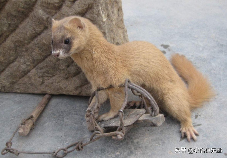 鸡蛋总是被鸡偷吃,鸡蛋老是被黄鼠狼偷怎么办