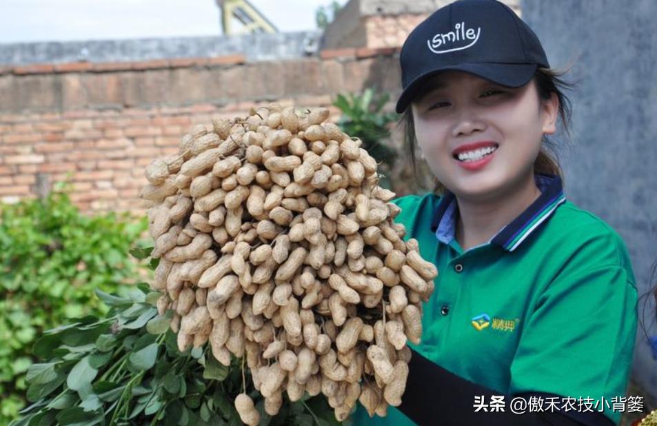 种花生高产施什么肥,作物开花了怎样施肥能多结果