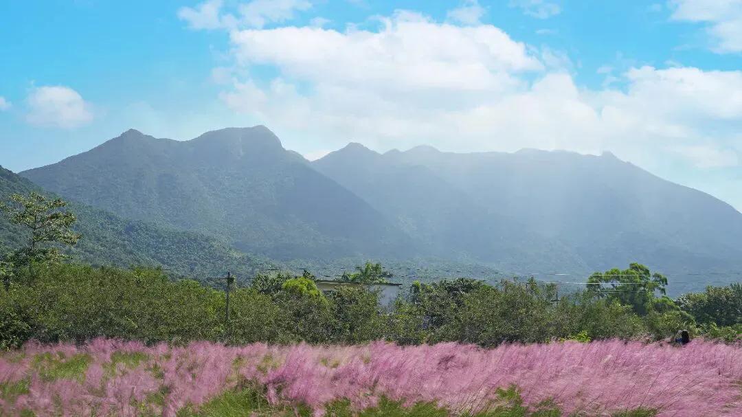 深圳花海公园地址在哪里,深圳中心河公园花海