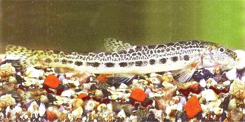 野生泥鳅品种图片大全大图,最大的泥鳅图片大全