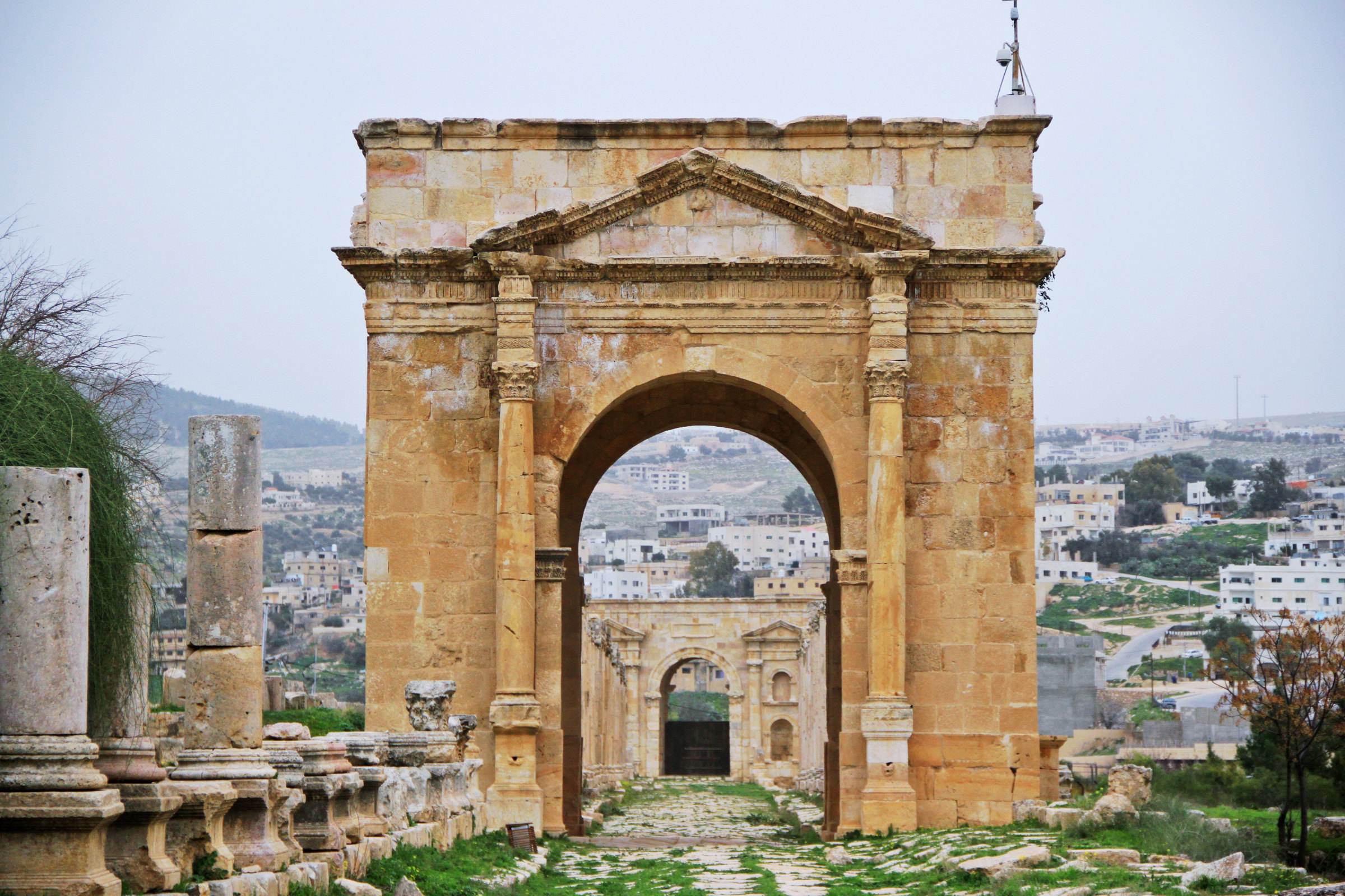 燕麦在饲料中的作用有哪些,燕麦可以当马匹饲料吗