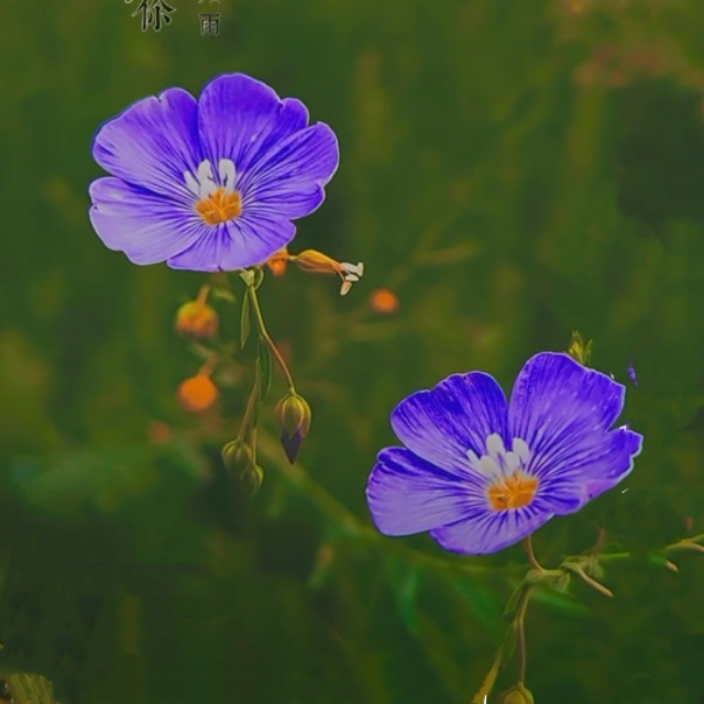 中国诗歌杂志2024年4期目录,中国诗歌周刊第185期