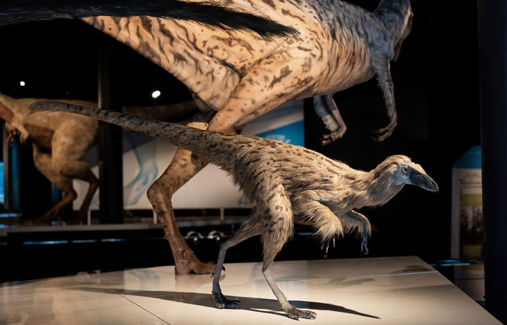 霸王龙幼年体型,霸王龙生存特征