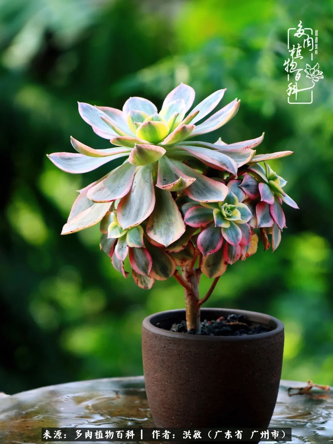 细品广州暴雨后，盛夏来临前的法师