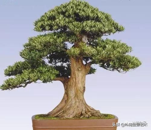 旺财罗汉松,罗汉松招财还是挡煞