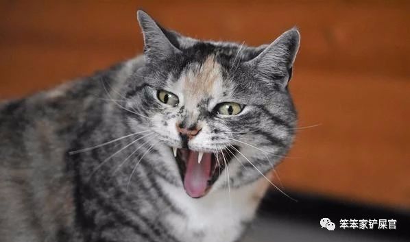 猫咪为什么半夜好像还会攻击主人,猫咪老是攻击人而且还不让摸