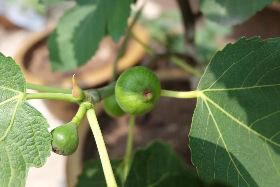 无花果坐果后怎么管理,无花果挂果期间应怎样护理