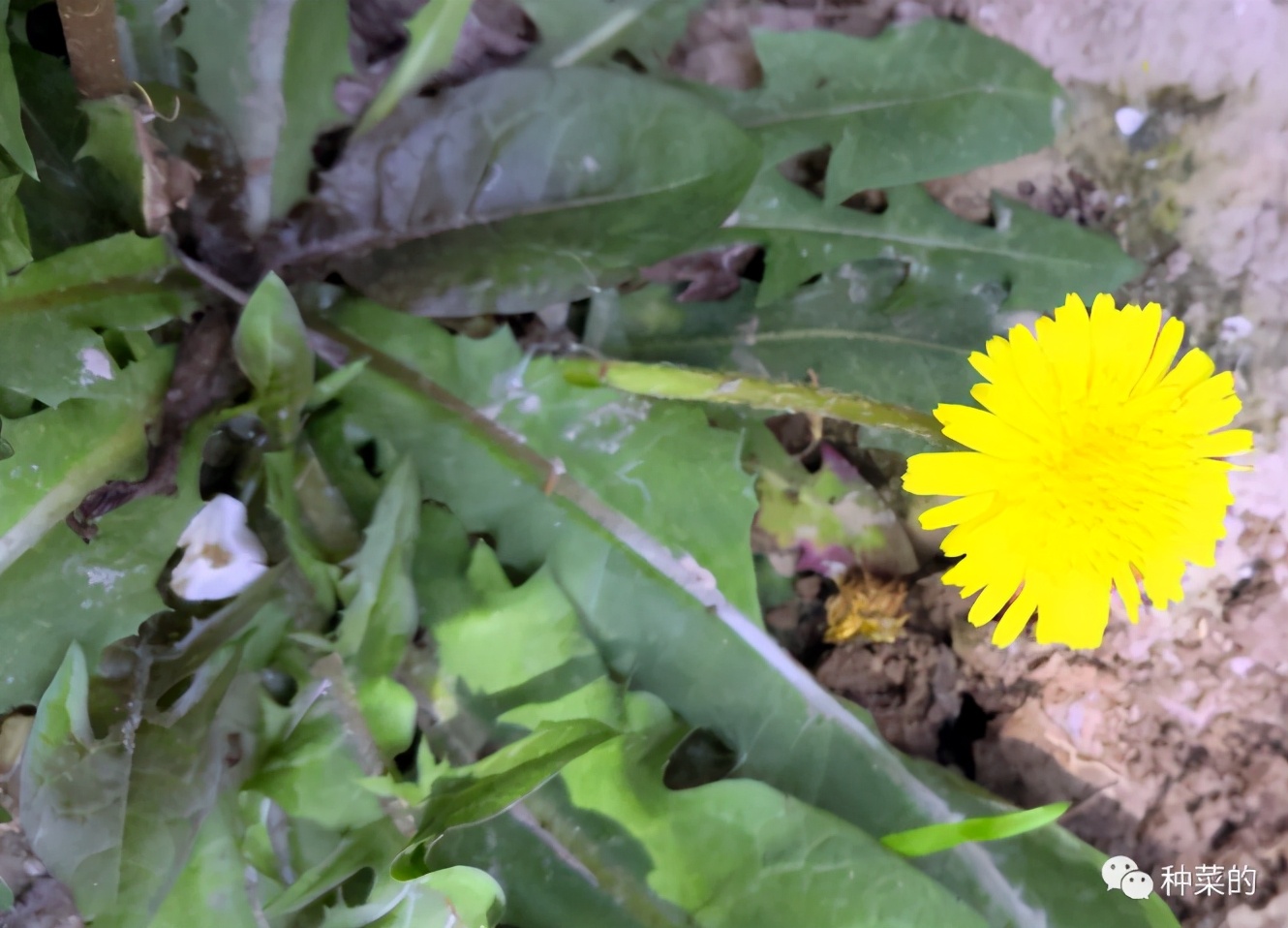 蒲公英最好看的品种是哪种,蒲公英很多品种