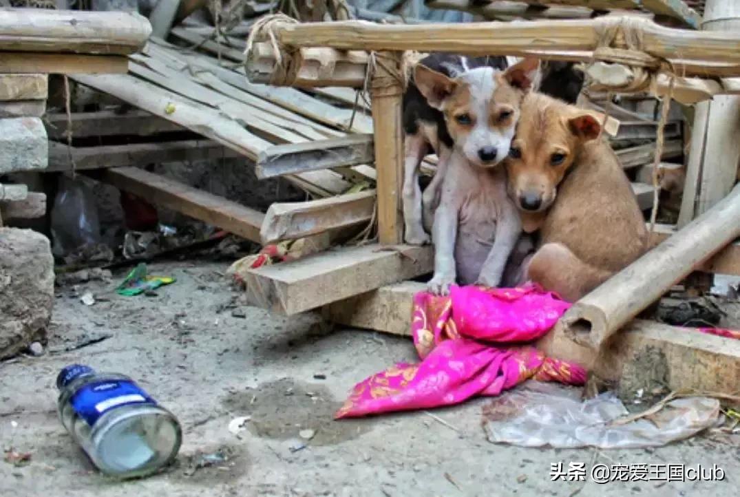 繁殖犬舍需要什么证件,犬舍犬种怎么选