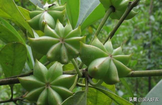 此物味道香甜，能卖钱，可作农村增收来源