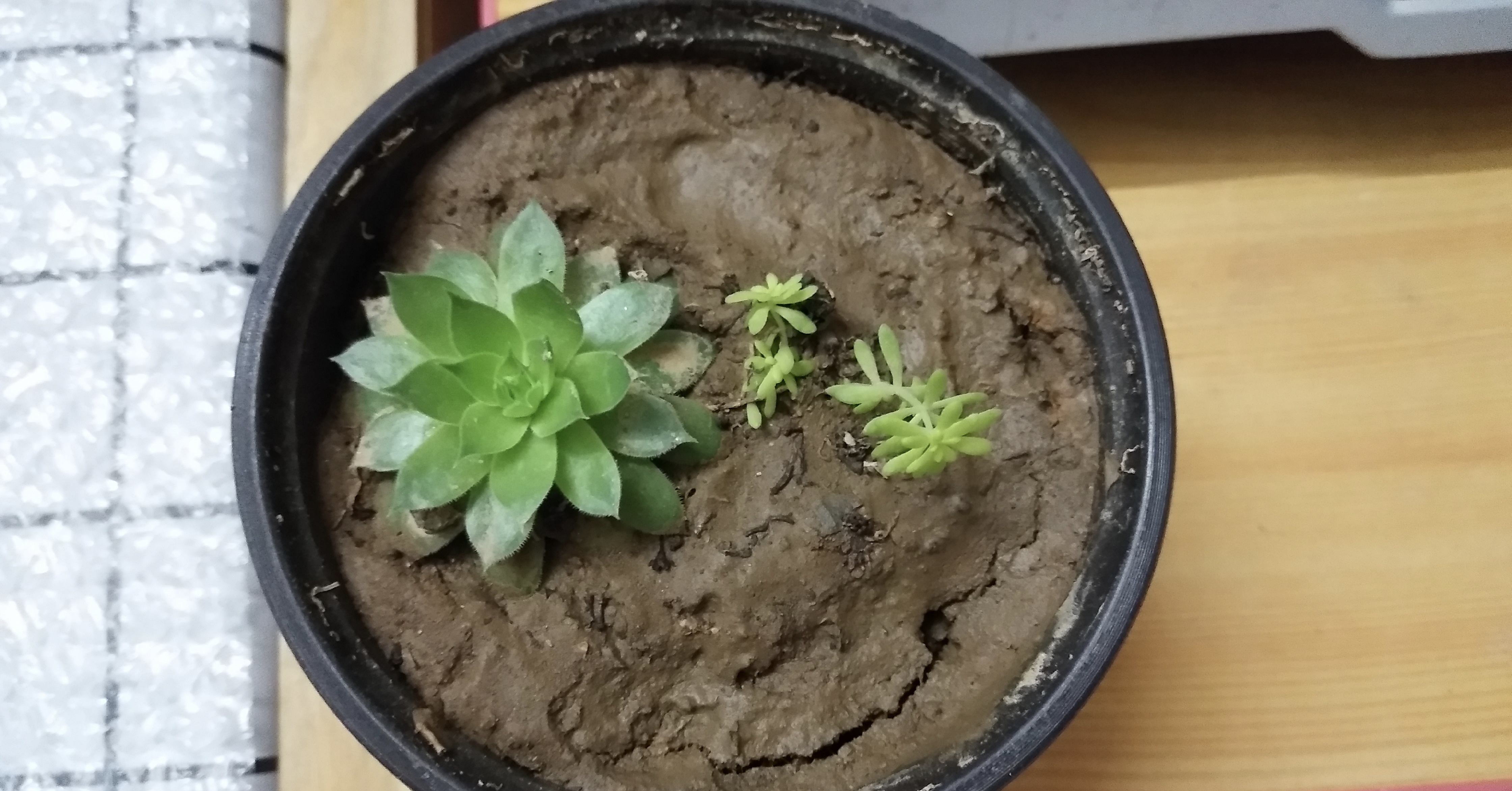 多肉一棵小苗就长成一株吗,多肉黄金草有毒吗