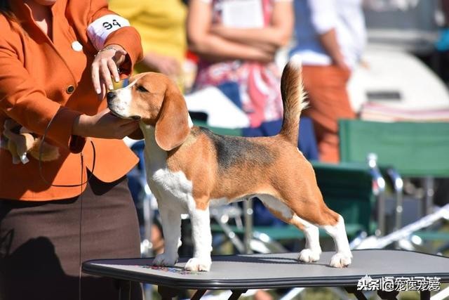 比格犬和柯基犬哪个好养,适合在家养的狗比格犬