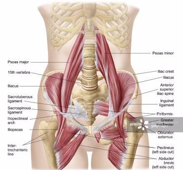 腰夹脊,腰夹脊疼痛位置图片