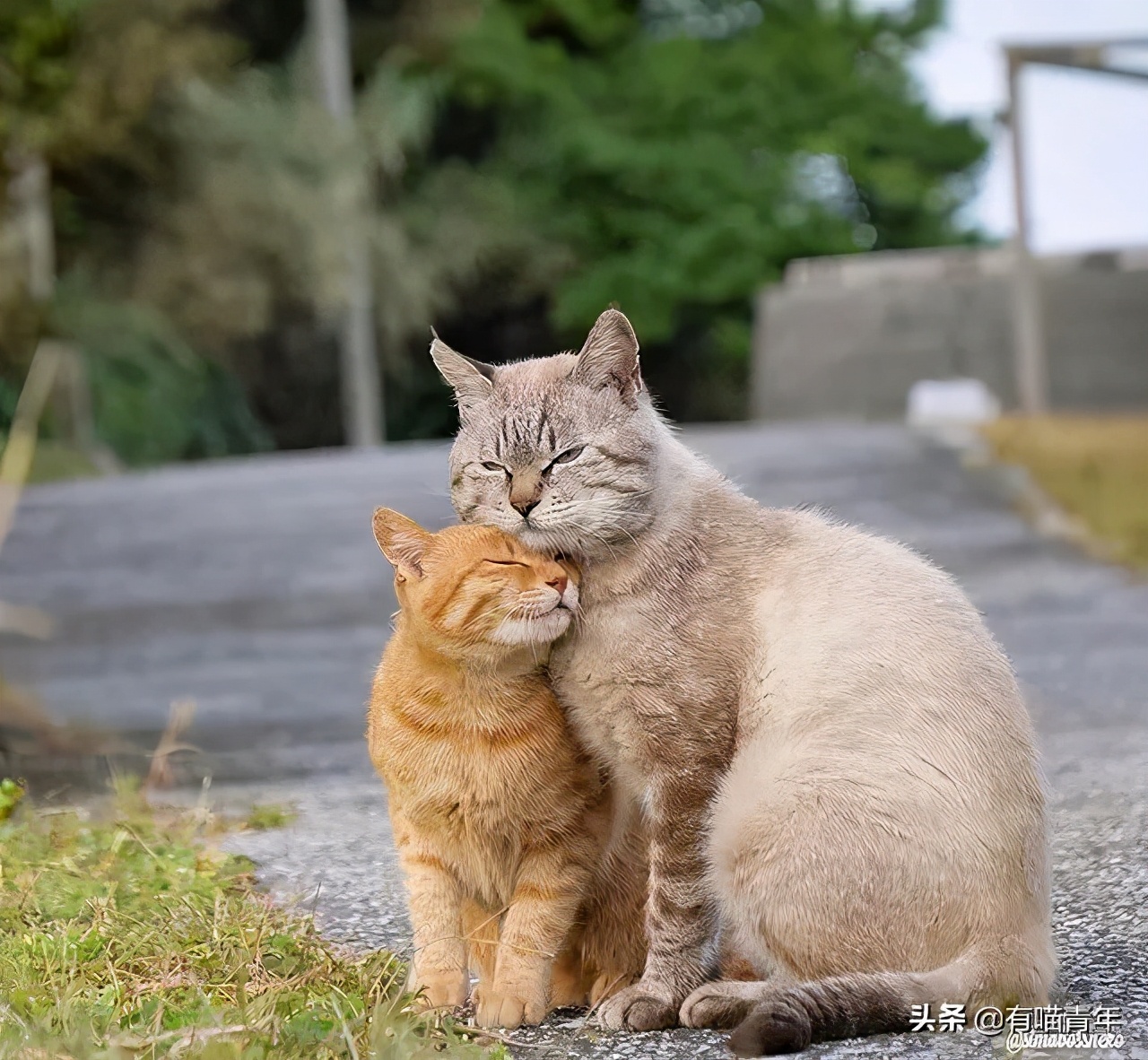 猫咪在啪啪啪的时候,究竟爽不爽?