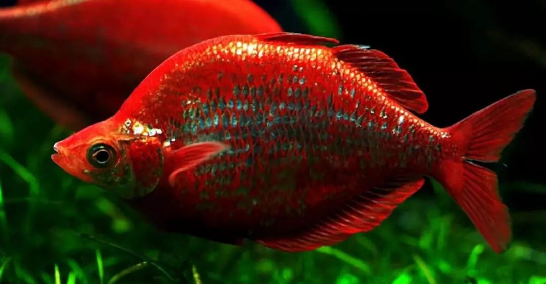 南美慈鲷,慈鲷有黑色的吗