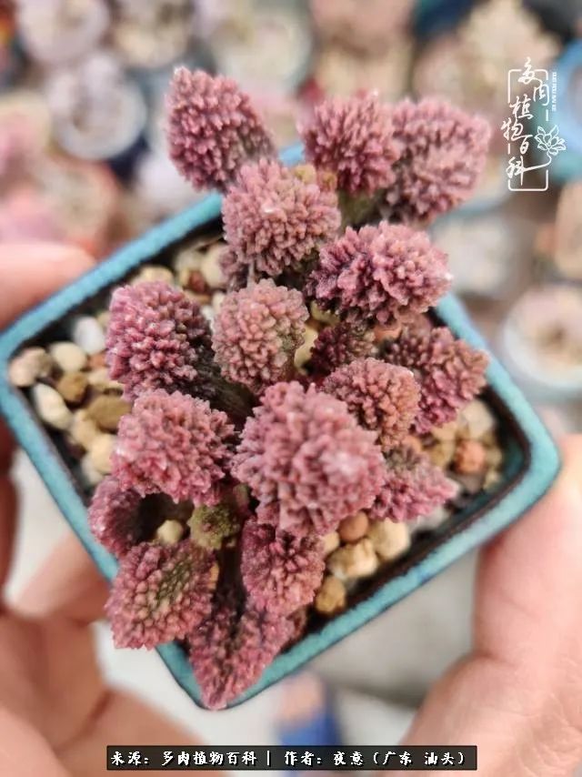 广东春天多肉图片大全,这个季节的多肉状态是最美的