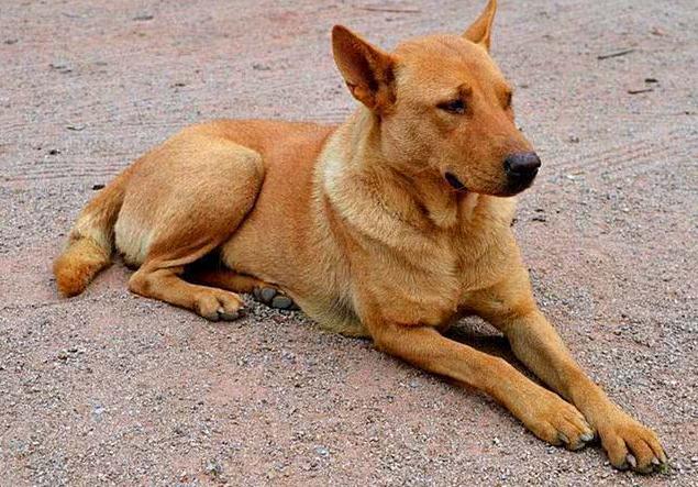 喜欢咬人的狗是什么品种,喜欢咬人的狗有哪些