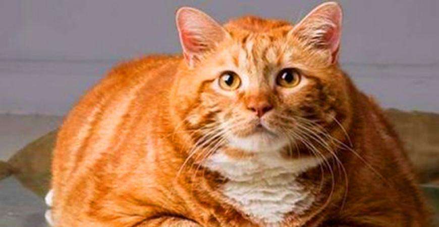 猫式伸展减肥有用吗,猫太胖了怎么减肥