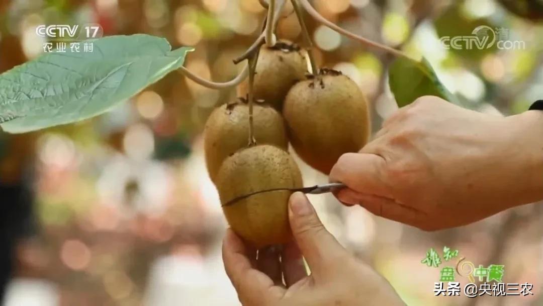 猕猴桃干泡茶维生素多吗,猕猴桃可以用热水泡软