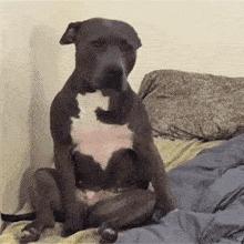 狗狗睡梦中突然尖叫是做噩梦了吗,狗狗睡觉做梦呜呜的低吼怎么解决